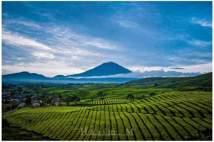 Kebun Teh Kayu Aro/Foto M. Hasim-dokpri