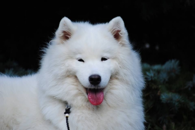 Seekor Anjing Putih Menawan. Sumber IDN Times Kaltim
