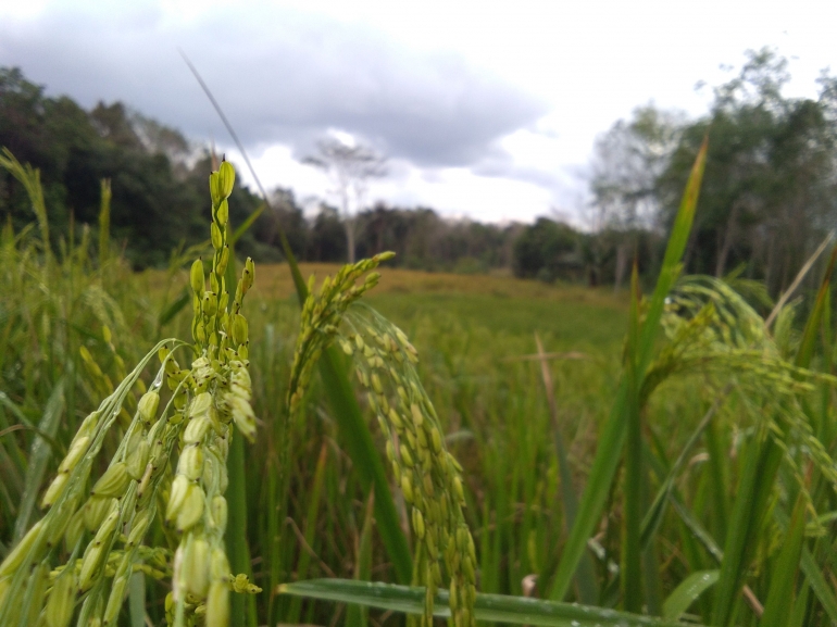 Ladang kearifan lokal