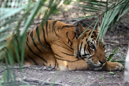 Ilustrasi harimau | Foto diambil dari Kompas/Indianexpress