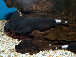Ikan Black Ghost. Sumber ikanesia.id
