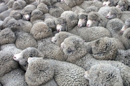 ilustrasi menghitung domba sebelum tidur (sumber: bobo.grid.id)