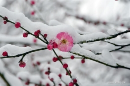 Plum blossom yang mekar di balutan salju tebal | Foto diambil dari ChinaDaily
