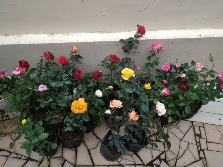 Koleksi tanaman mawar di rumah kakak. (Foto : Elvidayanty)