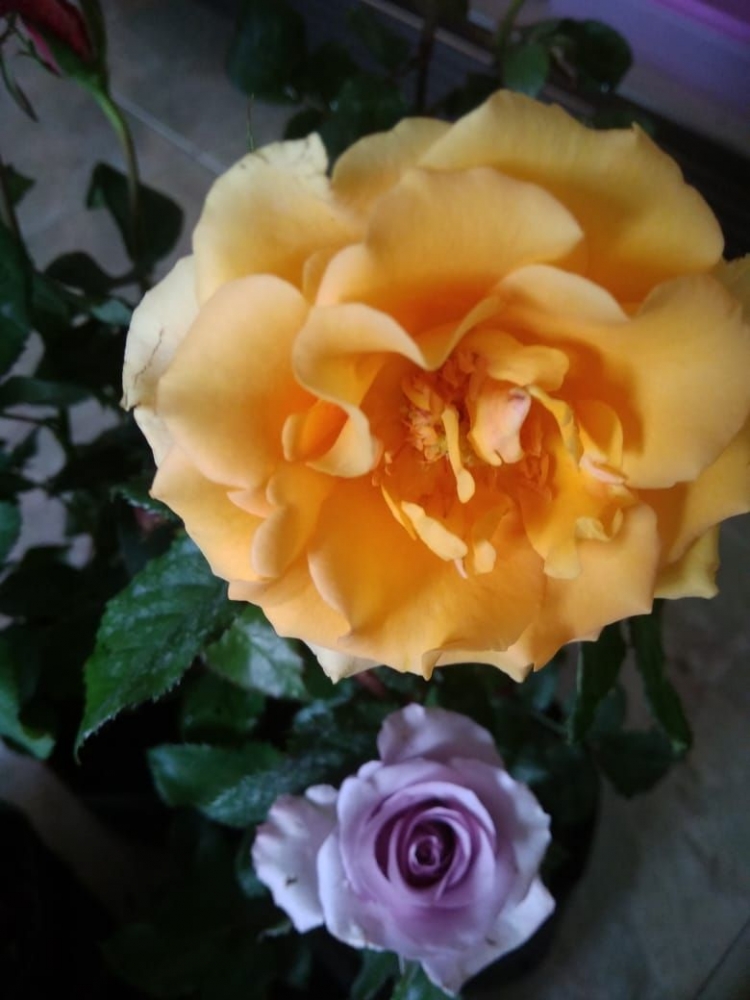 Bunga mawar favorit saya, ungu muda dan kuning. (Foto : Elvidayanty)