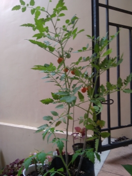Tomat cherry yang sudah berbuah. (Foto : Elvidayanty)