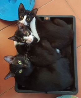 Sweety, Seal, dan Sandy kucing hitam manis