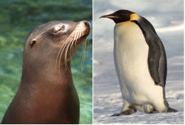 Singa laut California vs Penguin Kaisar (Sumber: montase Wikimedia)