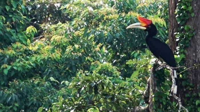 Selain warna dan bentuknya yang khas burung enggang sangat membantu masyarakat Dayak dalam menentukan musim pekerjaan yang baik. (sumber: pontianak.tribunnews.com)