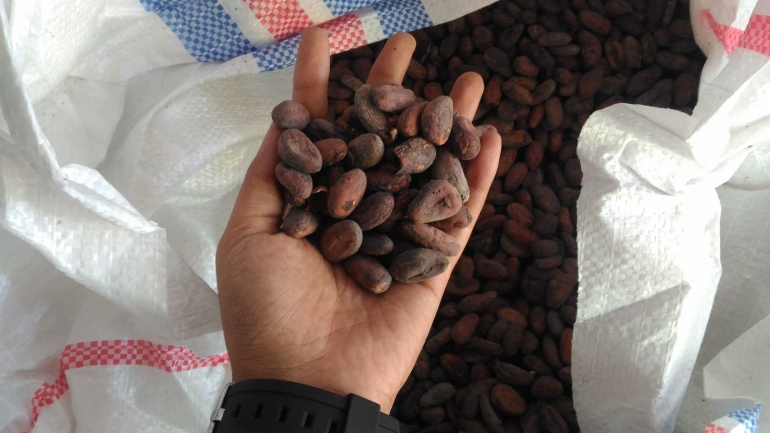 biji kakao kering dari Banyuwangi (Dok. Pribadi, 2019)
