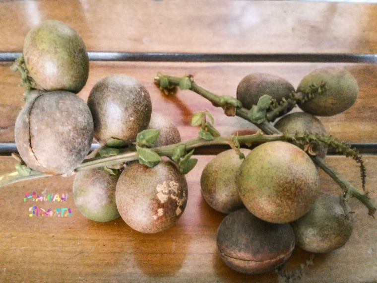 Buah matoa (dok. Mawan Sidarta)