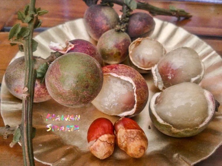 Penampakan buah matoa (dok. Mawan Sidarta)