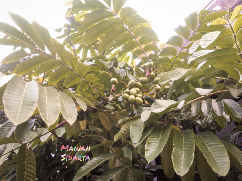 Pohon buah matoa (dok. Mawan Sidarta)