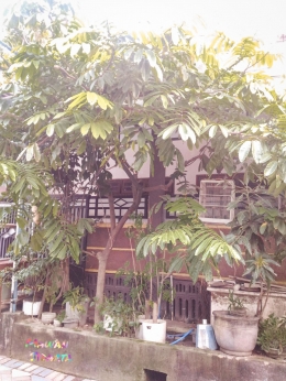 Pohon matoa tumbuh di halaman rumah (dok. Mawan Sidarta) 
