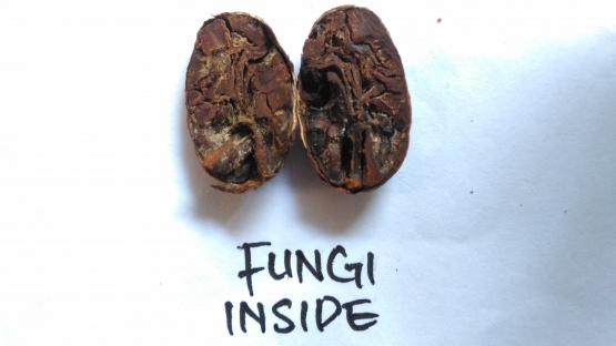 Indikasi biji terjangkit jamur: ada miselium-miselium jamur (muncul bercak-bercak, dan ada yang seperti berbulu) (Dok. Pribadi, 2019)