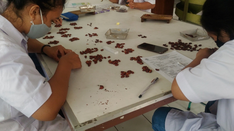 teman-teman mahasiswa mempraktikkan kegiatan membelah biji kakao (Dok. Pribadi, 2020)