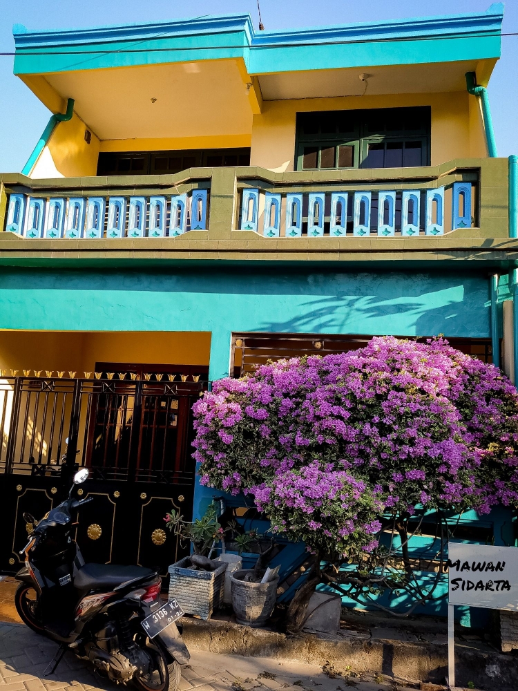 bugenvil ditanam di tanah halaman rumah (dok. Mawan Sidarta)
