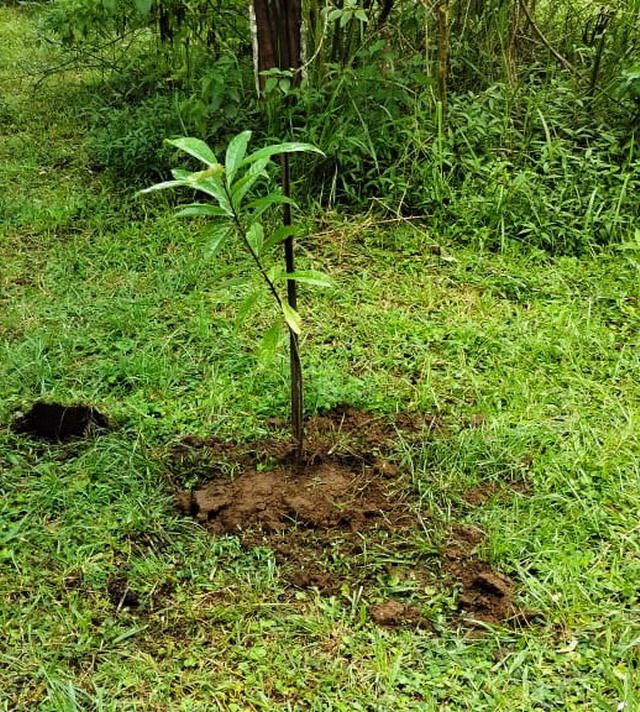 Pohon pupsa yang usai ditanam (dok. KPA Pinoes),.