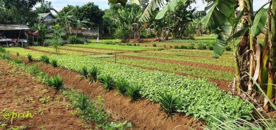 Pandan wangi di pematang (dokpri)