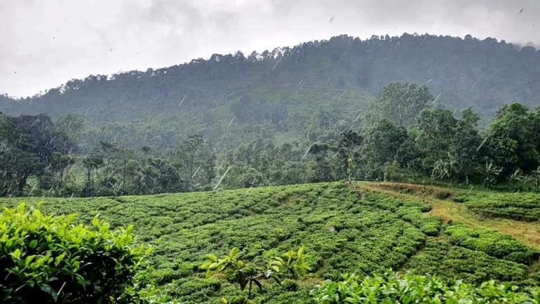 Kebun teh menuju curug Cijalu (Foto : koleksi pribadi)