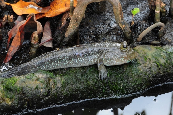 Mudskipper fish (ikan tembakul; ikan gelodok)  (pixabay.com)