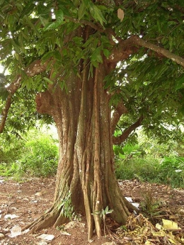 Pohon gayam tua yang keliahatan angker (Foto: jogjaprov.go.id) 