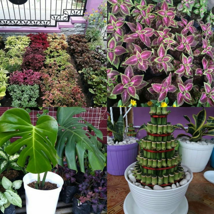 Berbagai macam Tanaman Hias, Sumber Instagram: @Home_Florist_Kediri