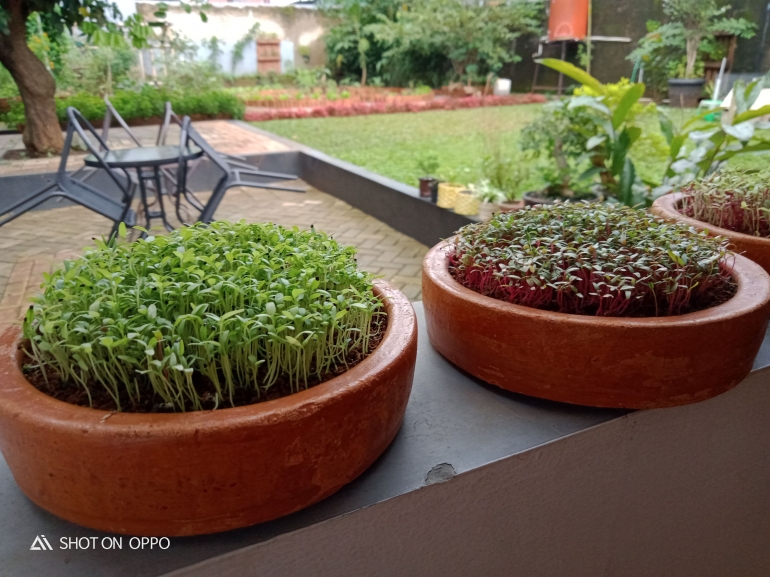 Foto Dokpri : Microgreens garnet bayam 2 jenis ( diambil dari kediaman Bapak Dr. H. Purwanto M.Pd)