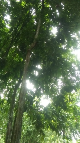 Pohon gayam yang masih muda tinggi 10 m (Foto: Budini) 