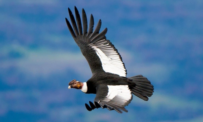 Keterampilan burung kondor Andes dalam membubung sangat penting untuk gaya hidup pemulung. Foto: Alamy (sumber : theguardian.com)