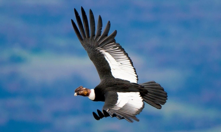 Gambar Burung Condor