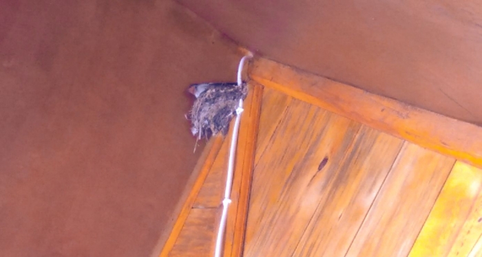 Sarang Burung Walet (Dokpri)