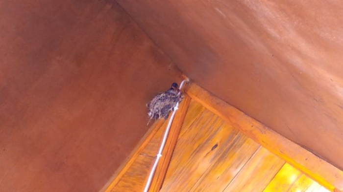 Sarang Burung Walet (Dokpri)