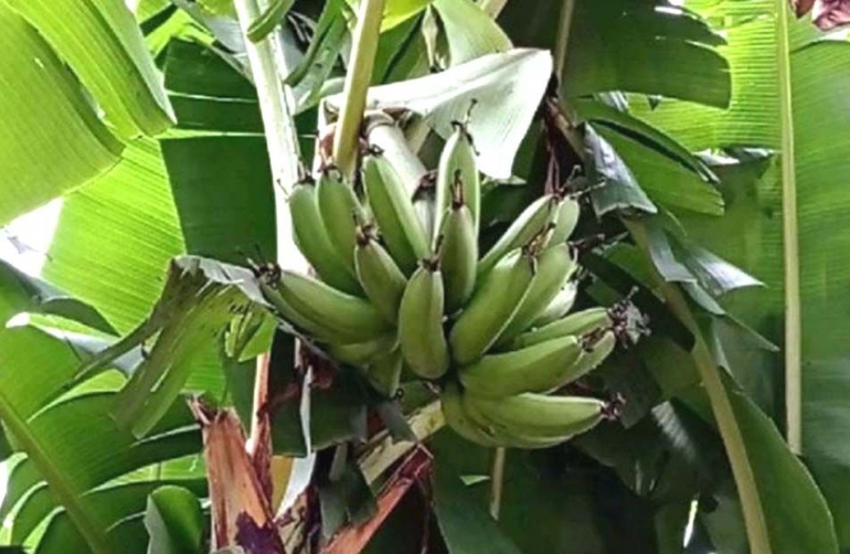 Pisang goroho (keluarga Musa Acuminafe ) merupakan pisang lokal yang hanya ada di Sulawesi (sumber: gramho.com)