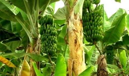 Pohon pisang goroho yang berbuah lebat (sumber: idlawus.wordpress.com)