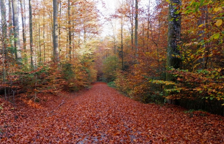 Hutan Kohlbruck saat musim gugur (Dokpri)