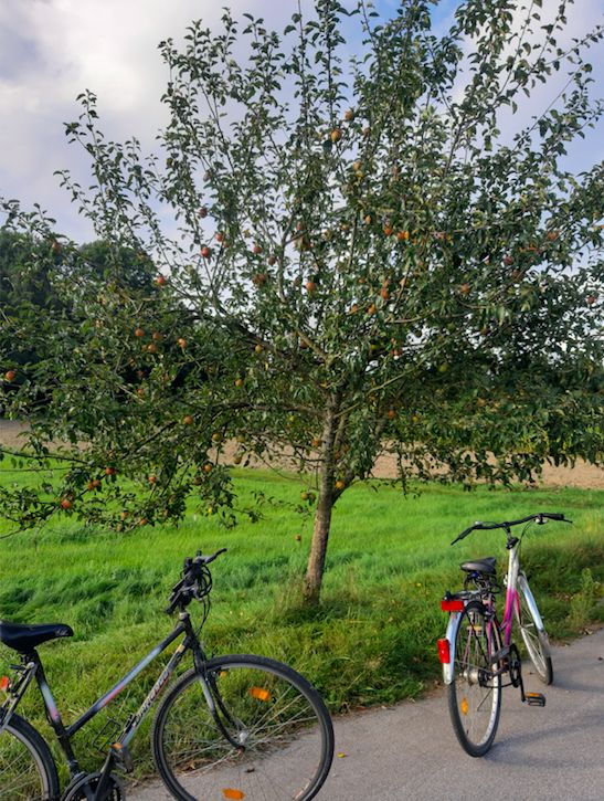 Setelah bersepeda ke Vilshofen an der Donau (20km dari Passau) dan menemukan banyak pohon apel di tepi jalan (Dokpri)