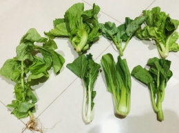 7 jenis sayuran | Foto milik pribadi