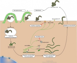 Cara replikasi virus Ebola. Photo: microbiologyinfo.com