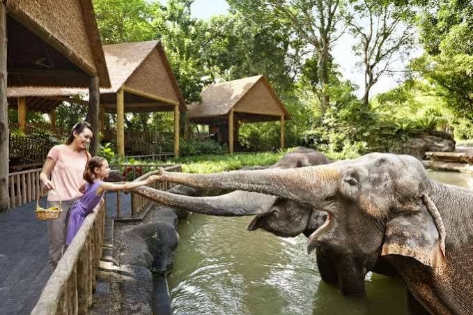 Anak sedang memberi makan gajah di kebun binatang (foto dari traveloka.com)