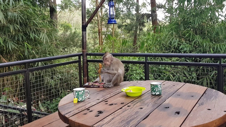 Monyet yang datang karena melihat makanan di meja. Melihat ini, anak-anak cukup terhibur. (Foto : koleksi pribadi)