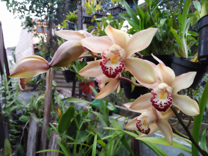 Cymbidium Chenruby (Dok. TT van de Karr)