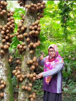 Pohon Kepel yang berbuah lebat | Foto: Siti Nazarotin