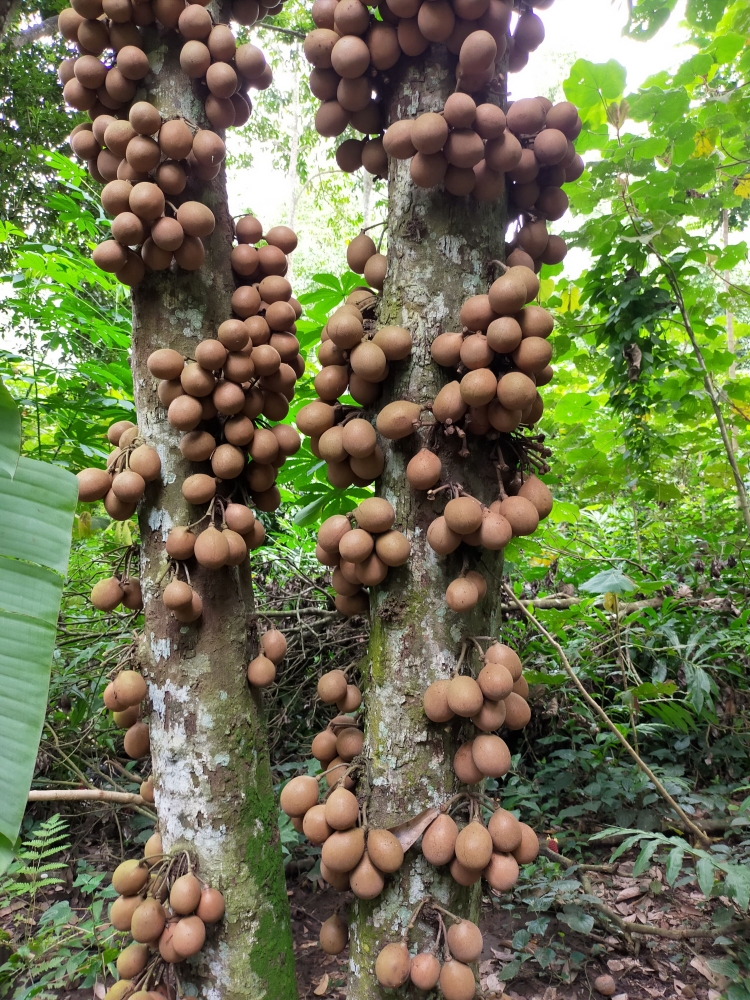 Pohon kepel yang berbuah lebat | Foto: Siti Nazarotin
