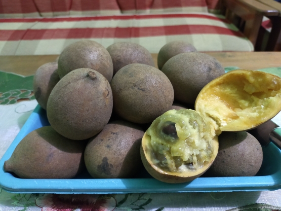 Cara memakan buah kepel: dibelah, lalu dikerokoti daging buahnya | Foto: Siti Nazarotin