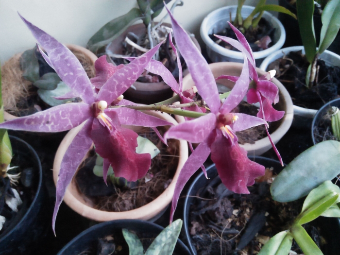 Oncidium (Dok. TT van de Karr)