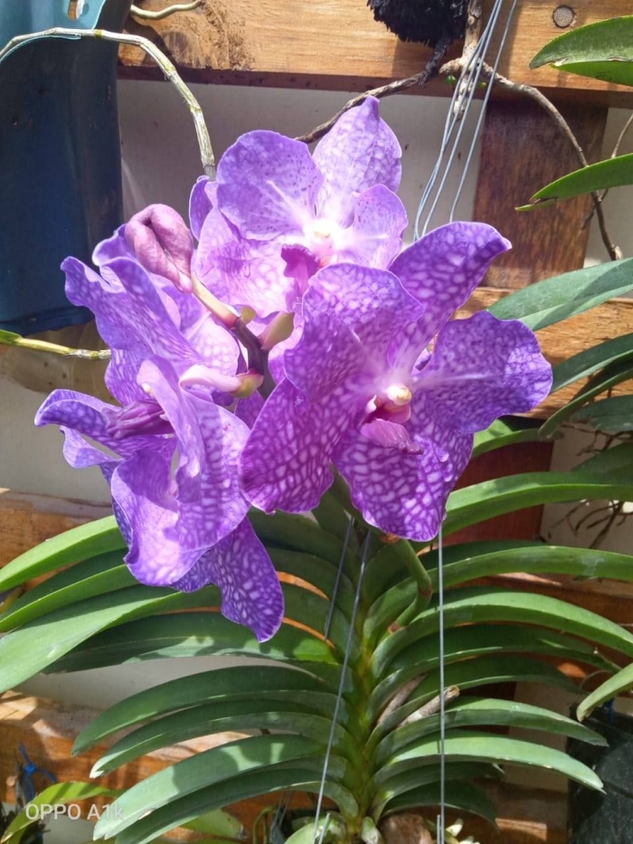 Anggrek Vanda (Dok. TT van de Karr)