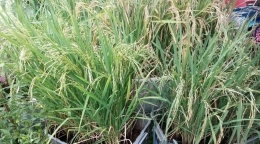 (Foto/teks :Liputan6.com/Yanuar HWarga kota bisa memanen padi di lahan sempit dengan metode padi belut. )