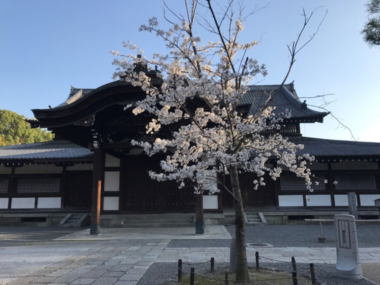 Beberapa foto sakura yang aku ambil di Kyoto beberapa tahun yang lalu
