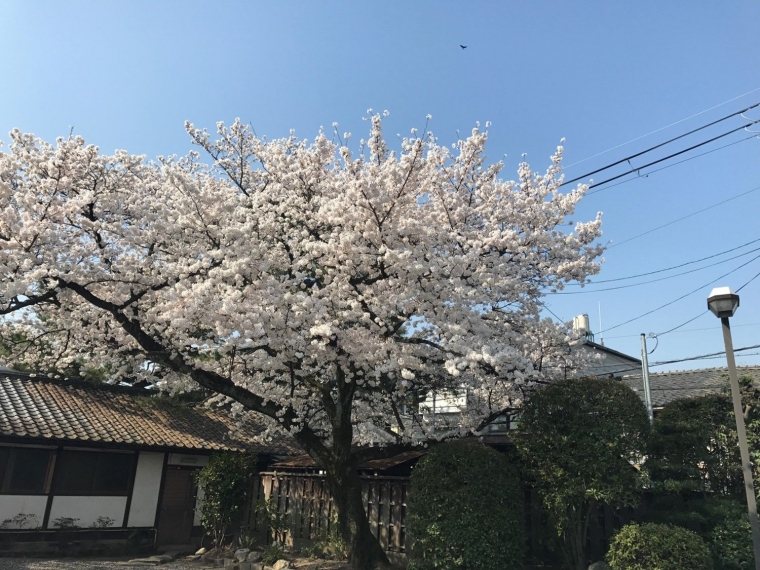 Beberapa foto sakura yang aku ambil di Kyoto beberapa tahun yang lalu